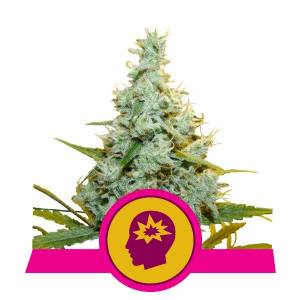 Royal Queen Seeds -  AMG Amnesia Mac Ganja 5 Fem