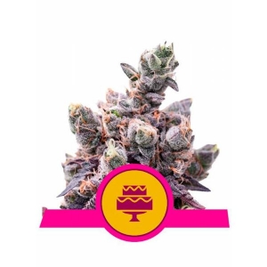 Royal Queen Seeds -  Wedding Gelato 5 Fem
