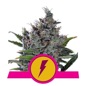 Royal Queen Seeds - North Thunderfuck 5 Fem