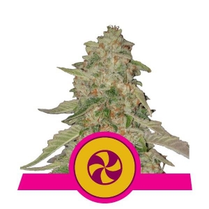 Royal Queen Seeds - Sweet ZZ (Ex Sweet Zkittlez) 10 Fem