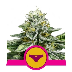 Royal Queen Seeds - Sherbet Queen 5 Fem