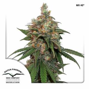 Dutch Passion - HiFi 4G - 5 fem