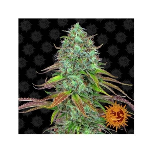 Barney s Farm - Auto LSD - 10 auto