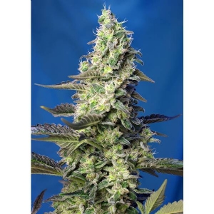  Sweet Seeds - Auto Green Poison XL 100 auto