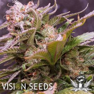Vision Seeds - Caramello - 3 Auto