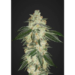 Fast Buds - Green Crack - 100 Auto