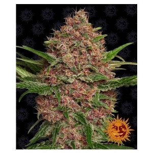 Barney s Farm - Auto Purple Punch 5 auto