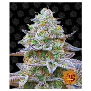 Barney s Farm - Gorilla Zkittlez 10 fem