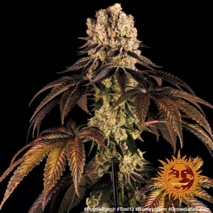 Barney s Farm - Purple Punch 10 fem