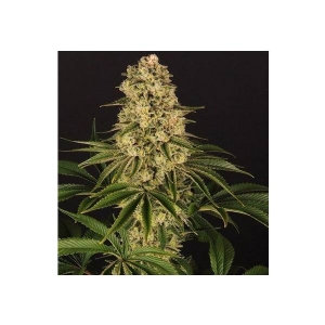 Barney s Farm - Tropicanna Banana - 3 fem