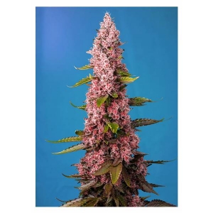 Sweet Seeds - Red Hot Cookies - 5+2 Fem