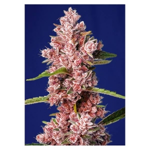 Sweet Seeds - Tropicanna Poison F1 Fast Version - 5+2 Fem