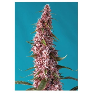 Sweet Seeds - Red Pure Auto CBD - 3+1 Fem