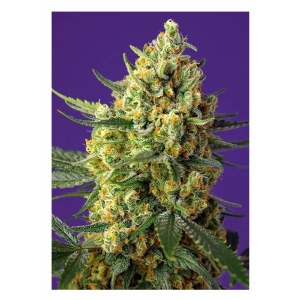 Sweet Seeds - Crystal Candy XL - 5+2 Auto
