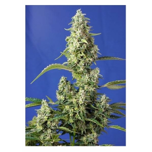 Sweet Seeds - Gorilla Girl XL - 5+2 Auto