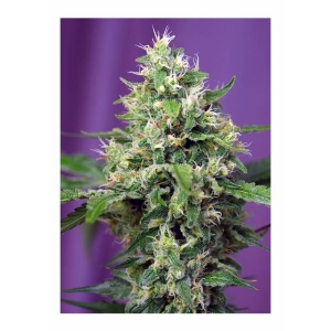 Sweet Seeds - Sweet Amnesia Haze XL - 5+1 Auto