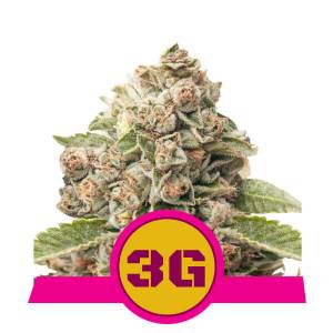 Royal Queen Seeds - Triple G (USA) - 100 Fem