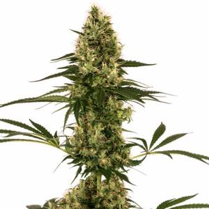 Sensi Seeds - Blue Bullet Auto - 1 Auto
