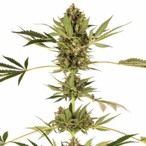 Sensi Seeds - Himalayan CBD - 3 fem