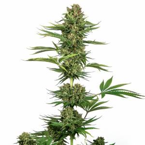 Sensi Seeds - Satin Black Domina CBD - 5 fem