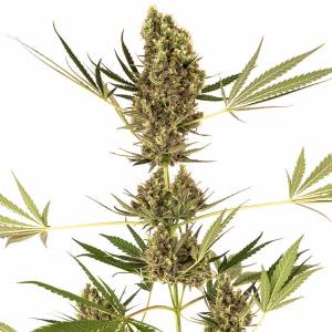  Sensi Seeds - Alpine Delight CBD - 5 Auto