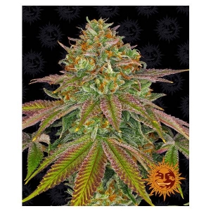 Barney s Farm - Wedding Cake - 1 fem