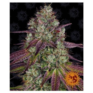 Barney s Farm - Mimosa EVO - 5 fem
