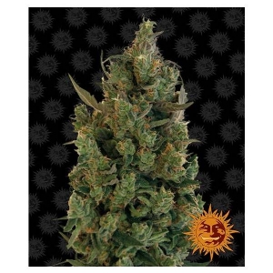 Barney s Farm - Blue Cheese - 3 Fem