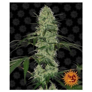 Barney s Farm - Auto Tangerine Dream - 5 auto