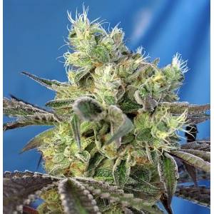 Sweet Seeds - Do-Sweet-Dos - 5+2 fem