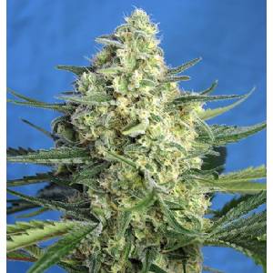 Sweet Seeds - Jack 47 XL Auto - 5+2 auto