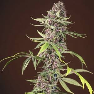 Sweet Seeds - Red Mandarine F1 Fast Version - 5+2 fem