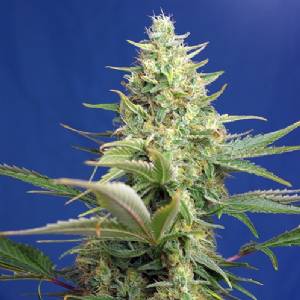 Sweet Seeds - Sweet Pure Auto CBD - 3+1 auto