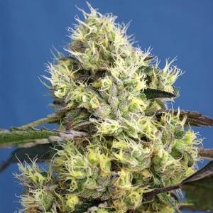 Sweet Seeds - Sweet Gelato Auto - 5+2 auto