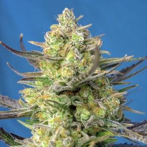Sweet Seeds - Sweet Cheese XL Auto - 5+2 auto