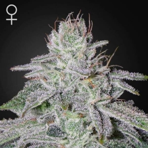 Green House - Franco s Lemon Cheese - 5 fem