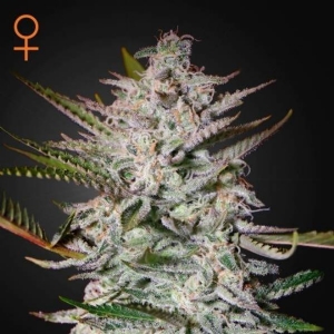 Green House - Holy Punch - 5 fem