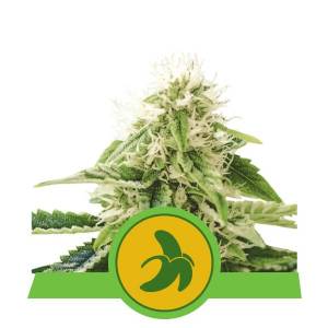 Royal Queen Seeds - Fat Banana Automatic 5 Auto