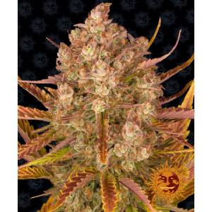 Barney s Farm - Dos Si Dos Auto - 10 auto