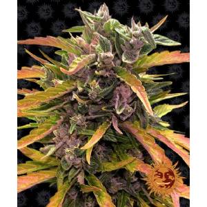Barney s Farm - Gorilla Glue Auto - 5 auto