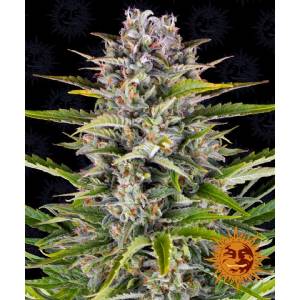 Barney s Farm - Gorilla Zkittlez Auto - 5 auto