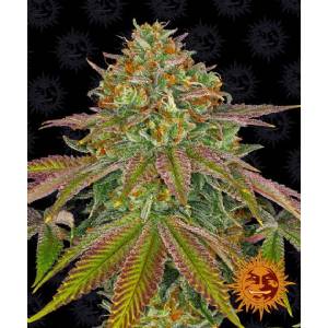 Barney s Farm - Wedding Cake Auto - 5 auto