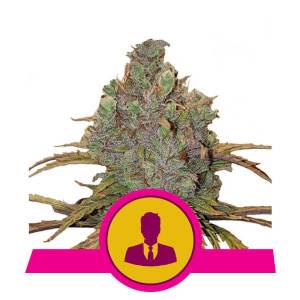 Royal Queen Seeds - El Patron - 5 fem