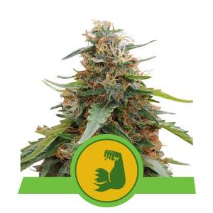 Royal Queen Seeds - Hulkberry Auto - 10 auto