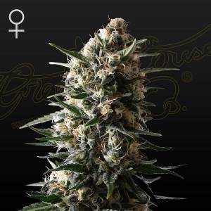Green House - Bubba Slush - 3 fem