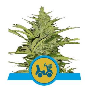 Royal Queen Seeds - Fast Eddy Automatic CBD - 5 auto