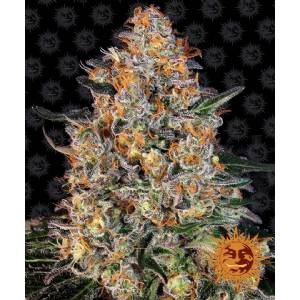 Barney s Farm - Bubba Kush - 3 fem