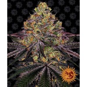 Barney s Farm - Watermelon Zkittlez - 5 fem