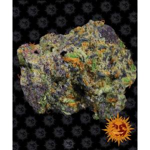 Barney s Farm - Runtz - 5 auto