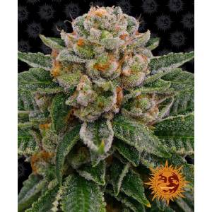Barney s Farm - Skywalker OG - 5 auto